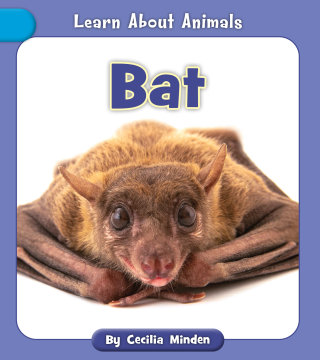 Imagen de apoyo de  Bat