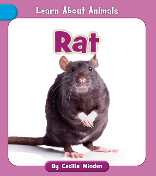 Imagen de apoyo de  Rat