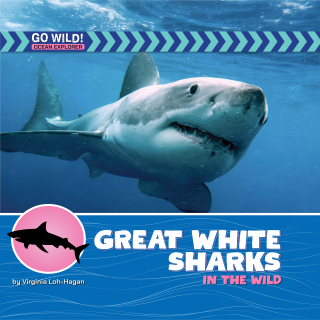 Great White Sharks in the Wild