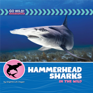 Hammerhead Sharks in the Wild