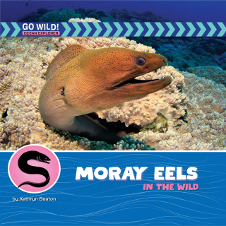 Imagen de apoyo de  Moray Eels in the Wild