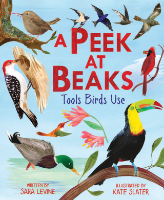 Imagen de apoyo de  A Peek at Beaks