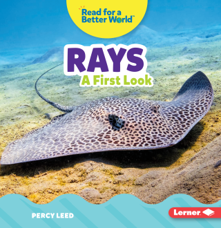 Imagen de apoyo de  Rays: A First Look
