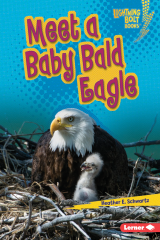 Imagen de apoyo de  Meet a Baby Bald Eagle