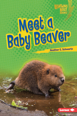 Imagen de apoyo de Meet a Baby Beaver