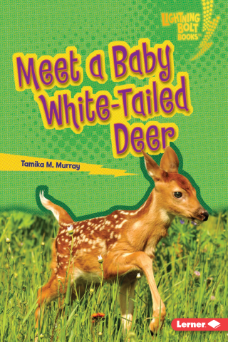 Imagen de apoyo de Meet a Baby White Tailed Deer