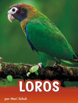 Imagen de apoyo de Loros