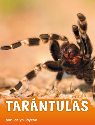 Imagen de apoyo de  Tarntulas